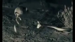 Jerboa vs Snake slow motion video 