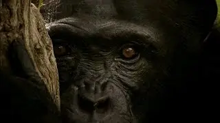 Европейский след д.ф. 2019 год. Новая история эволюции человека!