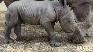 Baby Rhino Playtime- Endangered White Rhino Calf at Toronto Zoo