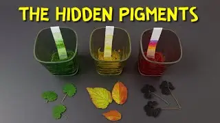 Leaf Color Chromatography Experiment for kids | See the Hidden Pigments!