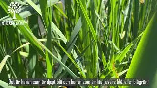Flicksländor i parningshjul