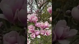 Magnolia
