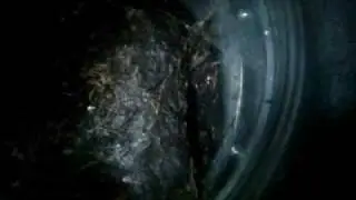 Tarantula Feeding Video 10