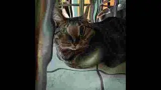 dom corleo cat