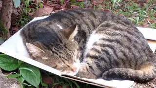 [野良猫]段ボールの上が気持ち良くて爆睡するキジ白猫が可愛すぎる！[straycat]A cute cat falling asleep on a cardboard!