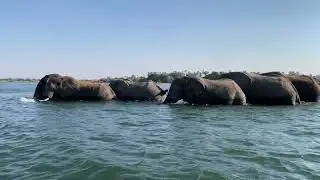 Elephant swim and walk across the mighty Zambezi River