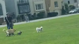 Dog friends sept 22 2021 sf marina grass
