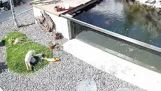 cat and fishing videos #cat #fishing