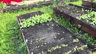 Огород, первый урожай 2024