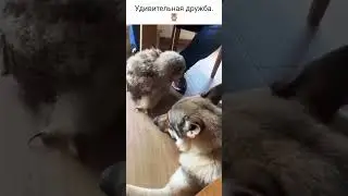 Cheburaska