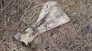 ЗАБРОШЕННЫЙ СОВХОЗ 