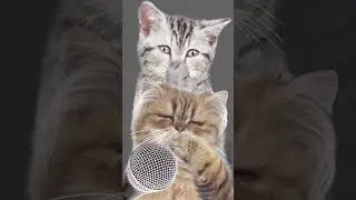 I tried holding a microphone to a snoring cat /Snoring Live/healing shop/ 고양이 코골이 라이브/재미있는 고양이 애니메이션