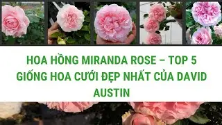 Hoa hồng Miranda rose – Top 5 giống hoa cưới đẹp nhất của David Austin