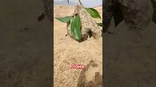 Лонаи Паранда