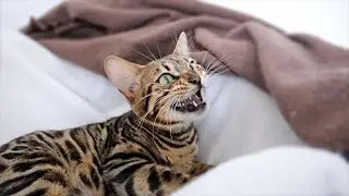 Bengal Cat Screaming from Happiness and Announcing to the World that She is going to be a Mom
