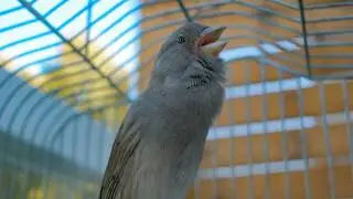 This Canary’s Voice Is Pure Relaxation - Canary Singing Video