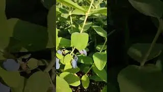 Жимолость Каріна, Бахчарський велетень
