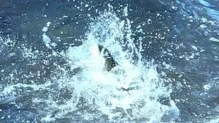 I Finally Caught This Fish