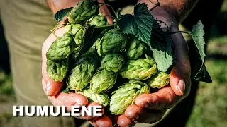 Terpene Tuesday: Humulene