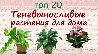 Shade-tolerant plants for the home//TOP 20