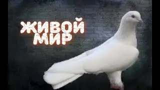 Полёт Бойных Голубей