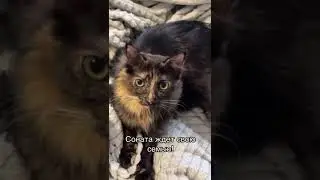Michiko.ru | Кошка Соната ищет дом. Отдаем бесплатно. Коты в дар в добрые руки.