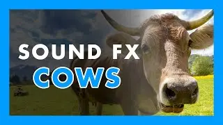 COW MOO ambience - (Sound Effect) 🐄💯