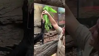 GILSTERS THE BLACK DRAGON🤩🙌