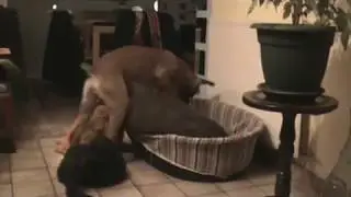 urko et la balle bleue