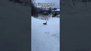 Как 4 деревенских кота🐈‍⬛ делили 1 окуня🐠