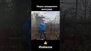 Уборка запущенного винограда