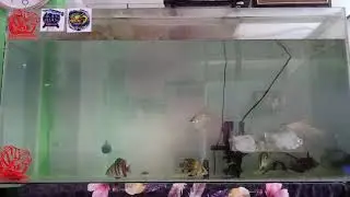 feeding my predator fish ( dats silver dolar and mr tapah )