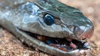 Serpent Secrets: The Misunderstood World of the Black Mamba