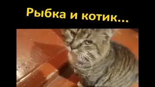 Жизнь кота Мурципана. Колесо сансары 