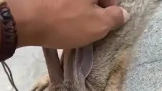 Спасение зайца в скейтпарке