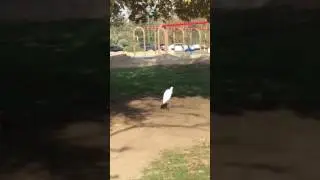 Stork swallowing a mouse