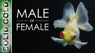 How to Sex a Goldfish