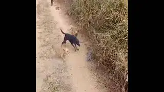 Lizard fighting a group of dogsسحلية تقاتل بفردها مجموعة من الكلاب#fyp #foryou #fypシ #dog #lizard