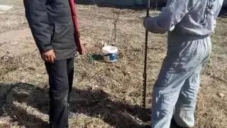 Апрель 2017 Кингисеппский район