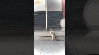 Funny Bird Playing with Cat #funnyvideo #funnykitten #funnybird #petlover #comedy #kidsvideo #funny