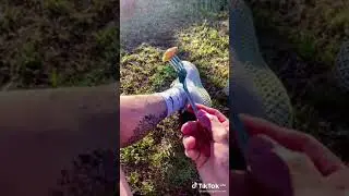 САМОЕ КАЙФОВОЕ ВИДЕО АСМР ТИК ТОК / ТИК-ТОК 