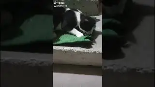 °●Kedi kertenkele yiyor●♡