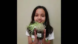 Harvesting the Urban Food Warrior Microgreens Kit!