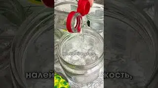 Лучшее средство от мышей в доме💥