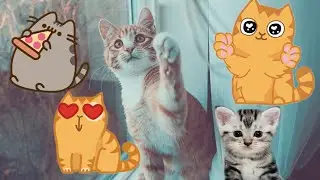 Який ти котик по знаку зодіаку