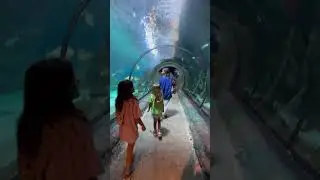 Denver Aquarium - Baby shark #coloradolife