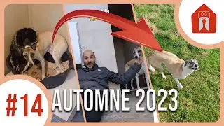 L'INCROYABLE évolution de Pippin 🐶 Pension CHEZ MARTH' 87 #14