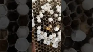 bee's nest