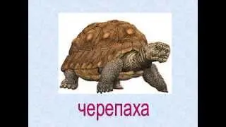 Презентация для детей по Доману. Животные на украинско языке