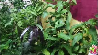 বৃক্ষমেলা ২০২৪ | tree fair 2024 | Naogaon |